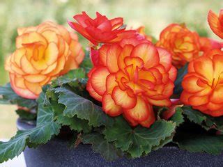 Tuberous Begonias: A Growing & Care Guide | Garden Design