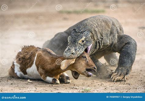 Attack of a Komodo Dragon. the Komodo Dragon ( Varanus Komodoensis ...