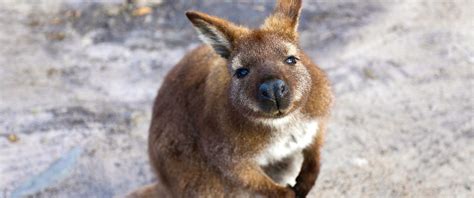 Tasmania, Australia Vacation: Ultimate Wildlife Experience - Down Under ...