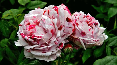 22 Popular Heirloom Roses to Grow This Season