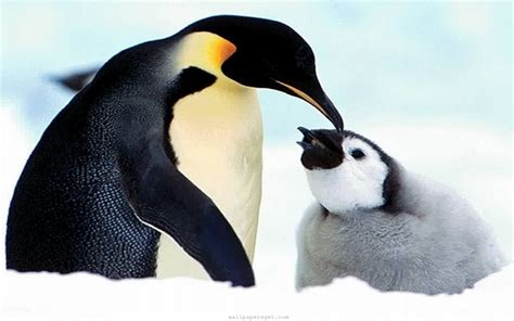 🔥 [50+] Baby Penguin Desktop Wallpapers | WallpaperSafari