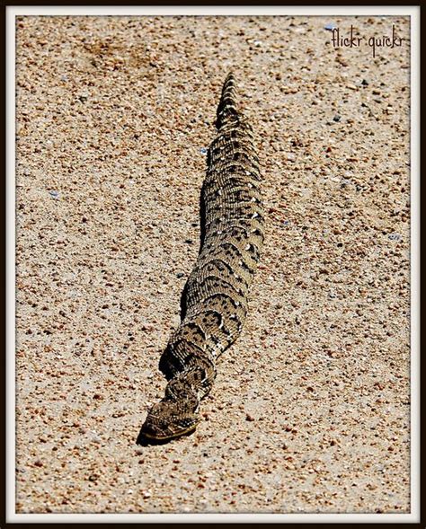 The Puff Adder, bitis ariens, is considered Africa’s most dangerous snake. Its widespread ...