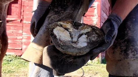 Huge Hoof!!! - Draft Trim - Hoof Restoration - Hoof Trimming - Satisfying - Oddly Satisfying ...