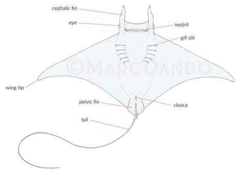 Costoso Anillo duro fecha límite manta ray anatomy diagram Arena Apellido Hassy