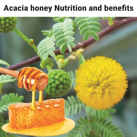 Acacia Honey: Nutrition And Benefits – Navmi Foods