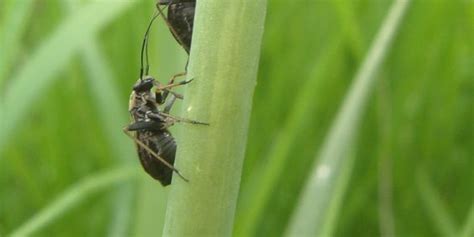 Controlling Aphids Naturally | PM Press