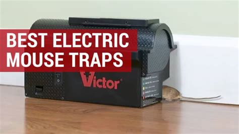 Best Electric Mouse Traps to Buy in 2024 | Reviews