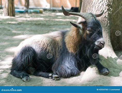 Big Horn Sheep Ovis Canadensis Portrait Stock Photo - Image of national ...