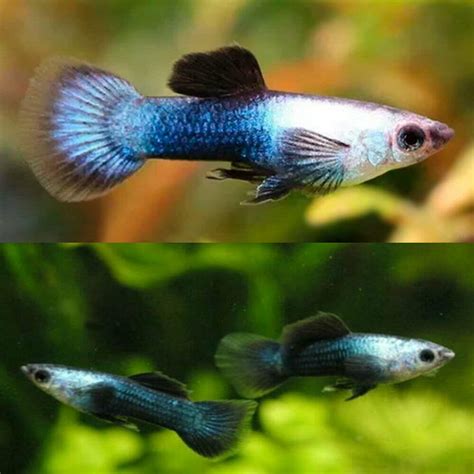 Guppies Endler - Blue Panda Dumbo Endler 2cm - MALE - Aquarium Central