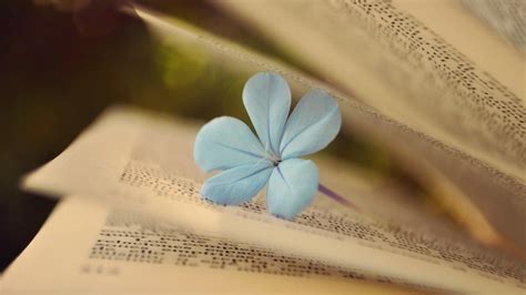 Blue petaled flower on opened book HD wallpaper | Wallpaper Flare