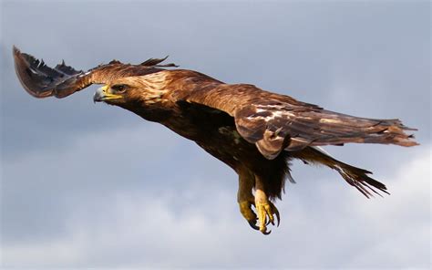 320x568 resolution | brown Bald eagle flying on sky HD wallpaper ...