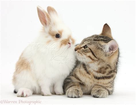 Pets: Tabby kitten with baby rabbit photo - WP35739