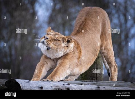 Lion at the Safari Park Stock Photo - Alamy