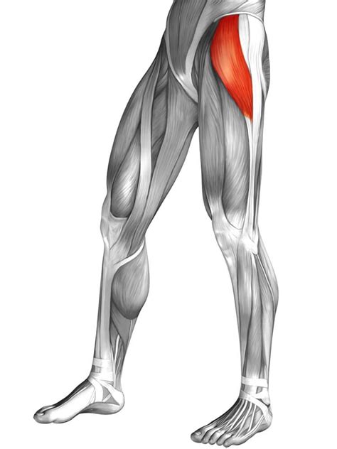 Tensor Fascia Latae and the Iliotibial Band