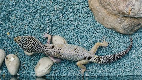 What Plants Are Safe for Leopard Geckos?