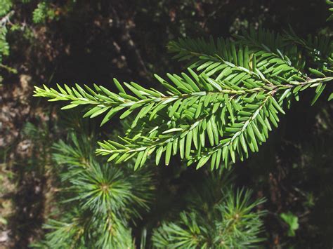 Tsuga canadensis (eastern hemlock): Go Botany