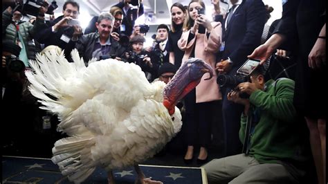 White House turkey visits the press before Trump pardon - POLITICO