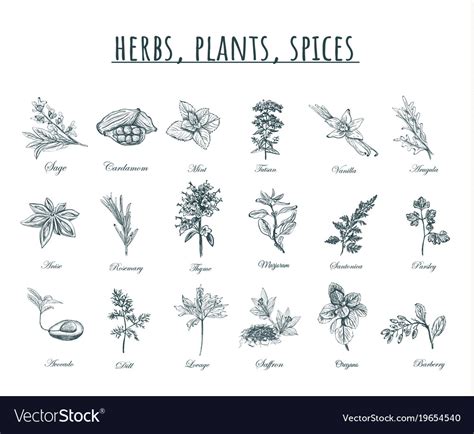 Herbs And Spices Plants