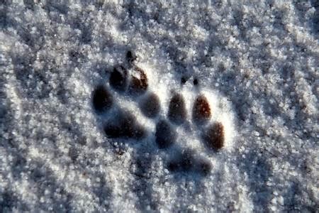 Coyote tracks in snow Gretchen Baker | NevadaGram from the Nevada ...