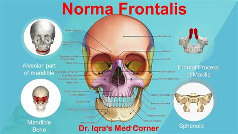 Anatomy of the skull: Norma Frontalis - YouTube