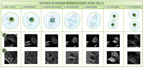 Mitosis Stages Under Microscope