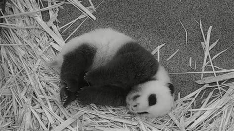 Giant panda cub catching some Zs to getting love-filled cuddles from ...