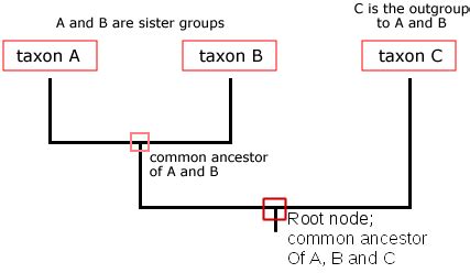 Phylogenetic Trees | Biological Principles