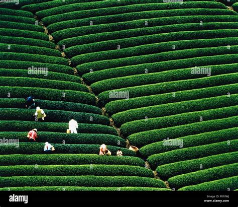 Tea plantation, Japan Stock Photo - Alamy