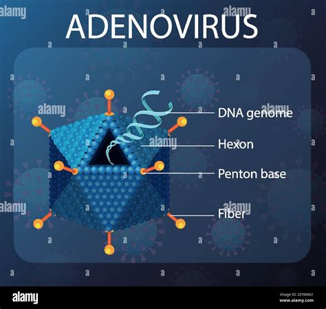 Adenovirus structure diagram on virus icon background illustration ...