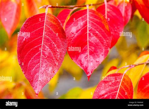 Viburnum prunifolium autumnal leaves red Stag Bush Viburnum autumn red leaf Stock Photo - Alamy