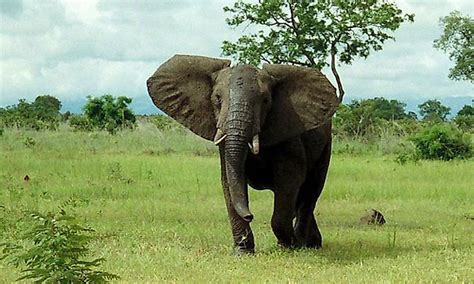 The National Parks Of Nigeria: Role In Protecting The Country's ...