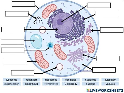 Cell Organelles Labeling worksheet | Live Worksheets - Worksheets Library