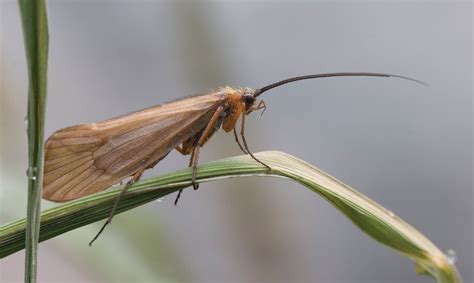 Caddisfly | Aquatic Insects, Larvae & Life Cycle | Britannica