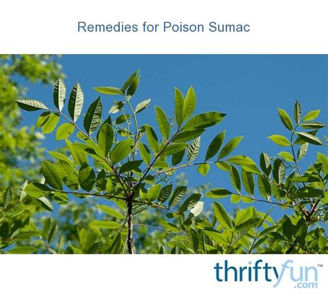 Remedies for Poison Sumac? | ThriftyFun