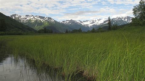 The Alaska Botanical Garden: A Year Round Delight