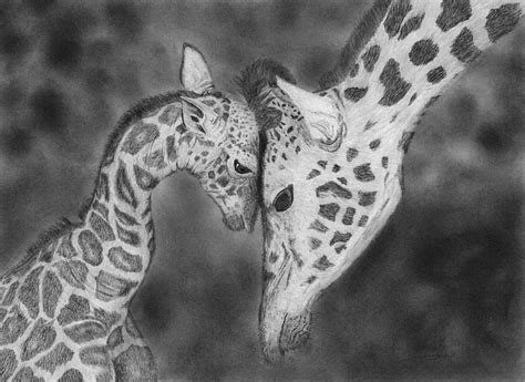 Mother And Baby Giraffes Drawing Drawing by James Schultz