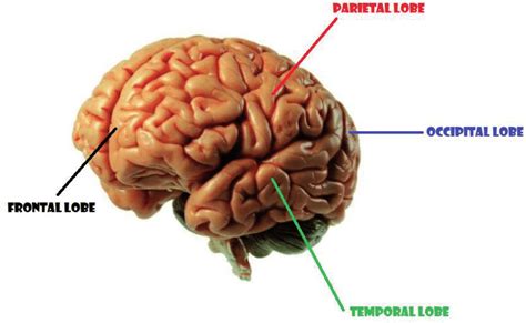 The four cerebral lobes of the auditory cortex. | Download Scientific ...