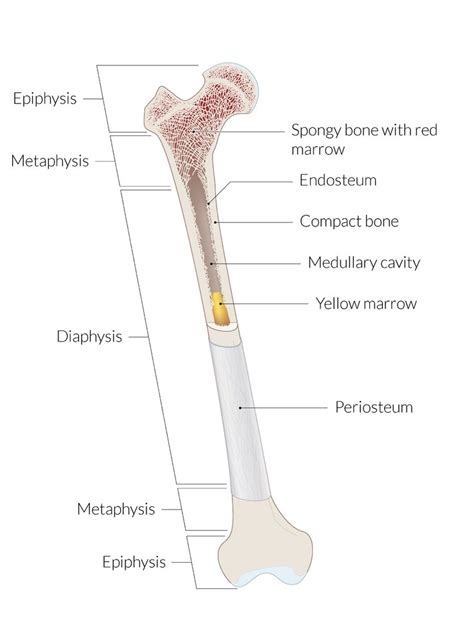 Spongy Vs Compact Bone Histology