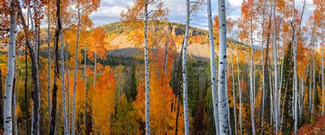 Your Ultimate Utah Fall Foliage Road Trip Guide - Minneopa Orchards