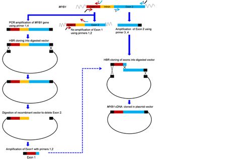 A method to synthesize cDNA constructs by homology based recombination ...