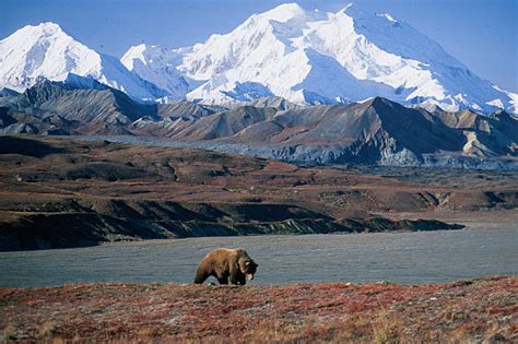 9,900+ Denali National Park Alaska Photos Stock Photos, Pictures ...