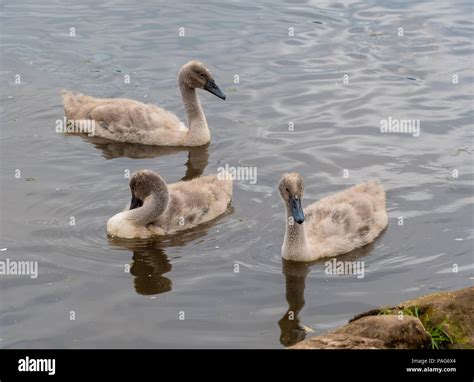 Three young cygnets swimming on a lake Stock Photo - Alamy