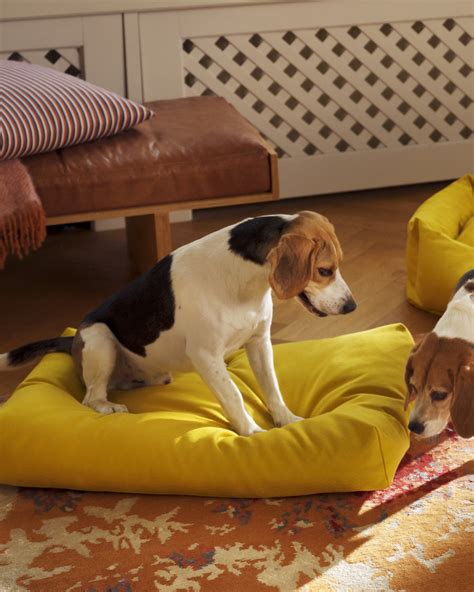 Kanto - Elevate your pet's comfort – Studio Kanto