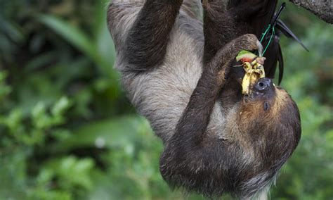 Do Sloths Eat Fruit? (Sweet Side of Sloth's Diet) - Animal Hype