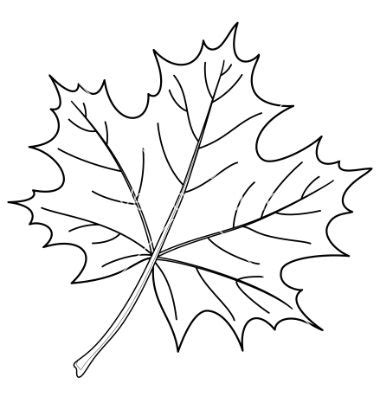 Maple Leaf Line Drawing at GetDrawings | Free download