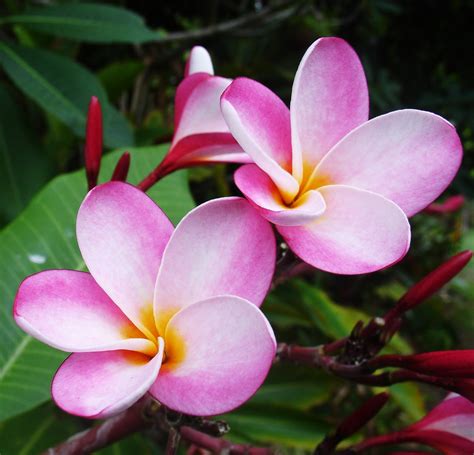 My Hawaiian Home: Wordless Wednesday : Tropical Flowers