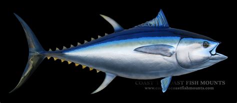 Bigeye Tuna Fish Mount and Fish Replicas | Coast-to-Coast