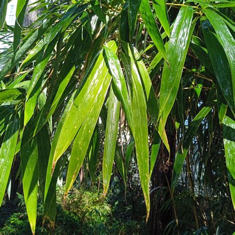 Bamboo Plants, Evergreen Perennial Flowering Plants Stock Photo - Image of poaceae, vegetation ...