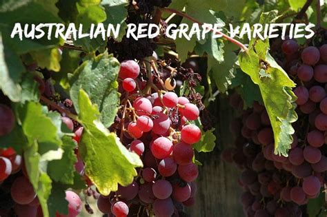 Australian Grape Varieties - Reds | Blog | Winerist