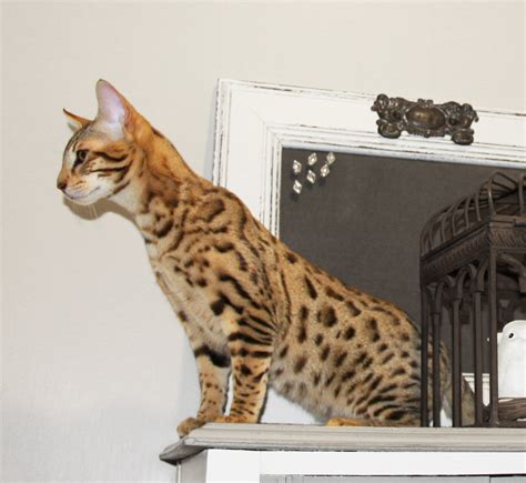 F5 savannah cats - Savannah Cat - Select Exotics